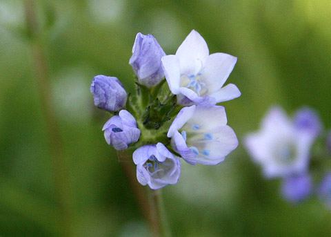 Los Angeles Gilia, Gilia angelensis